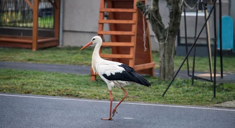 Itt a tavasz – a helyiek által nevelt böhönyei gólya egyre önálóbb