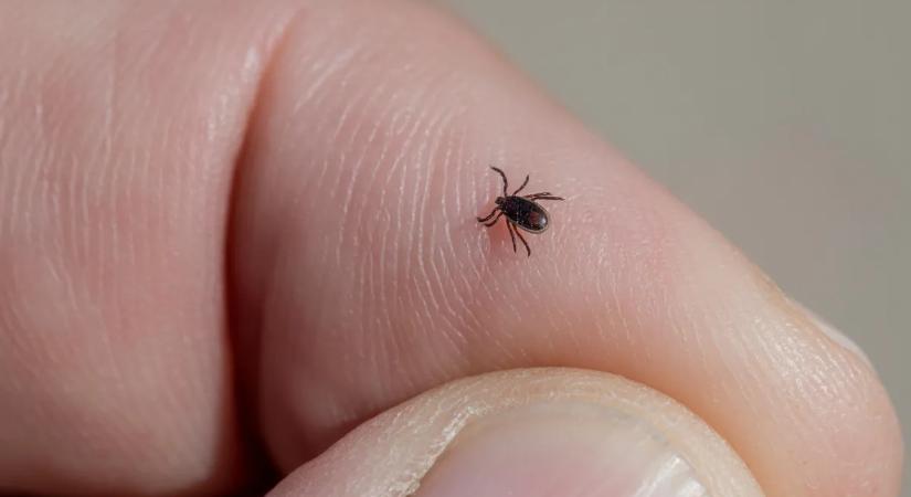 Felriadtak a kora tavaszra: újra támadnak a Lyme-kórt terjesztő vérszívók!