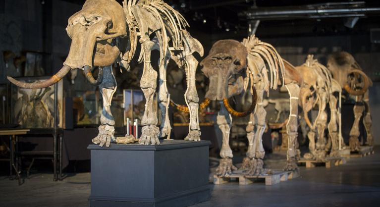 Mélyhűtőből kirántott minták támaszthatják fel a mamutokat és más kihalt fajokat