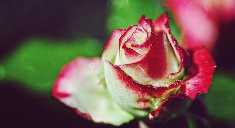 A NAV is ráfordult a Valentin-napra