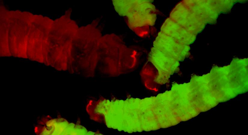 Világító molylárvák vehetik át a kísérleti egerek helyét a laborokban