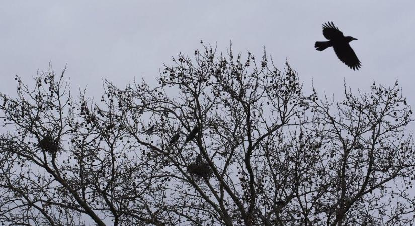 A varjúfészkek eltávolításának nem most lenne itt az ideje? – a kérdés, ami sokakat foglalkoztat