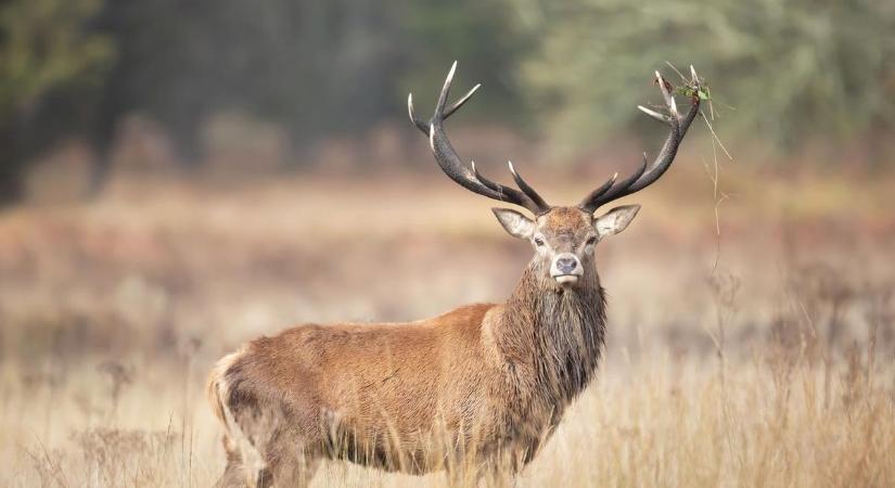 A legdurvább törvényszegők kutyákkal hajtják a szarvast, hogy idő előtt hullajtsa el az agancsát