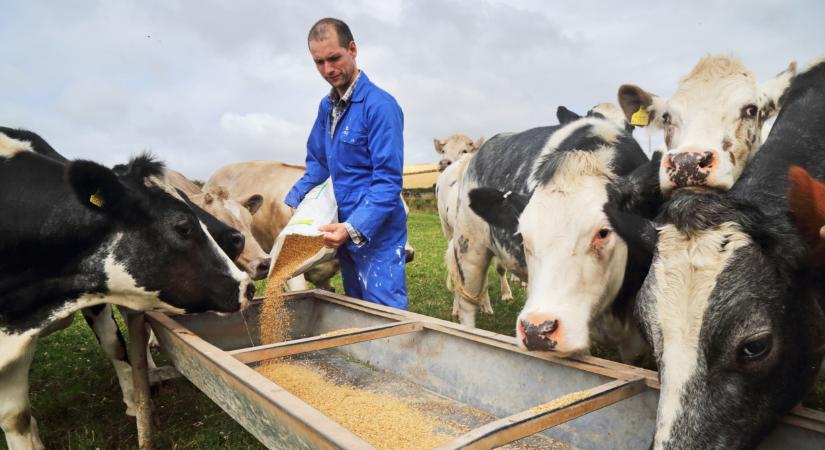 Több ezer gazdát érintő válság robbant itthon: mentenék, amit lehet