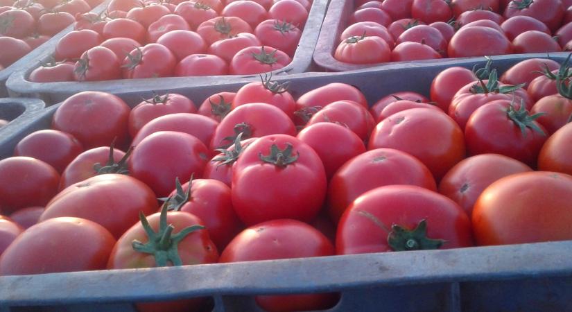 Eltűntek a marokkói paradicsomok - de csak papíron