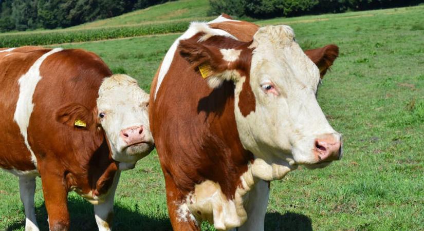 Nagy bajban vannak a tejtermelők, kisegíti őket a kormány