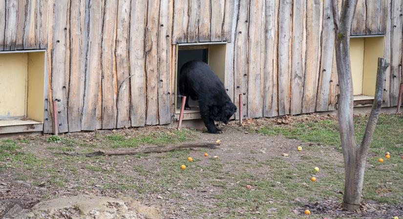 Kedden este premier: Időjóslás, állati trükkök és szervál a februári Kifutón túl-ban