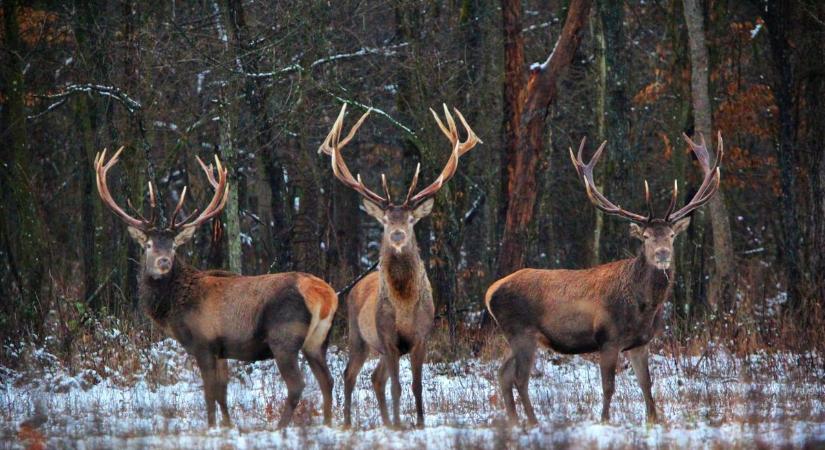 Illegális agancsgyűjtés: drónnal figyelik az erdőket az Ormánságban