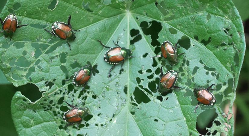 Új ellenség a kertben: japán cserebogár