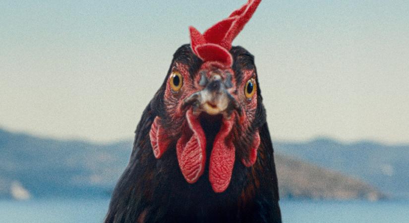 Ember embernek és állatnak farkasa