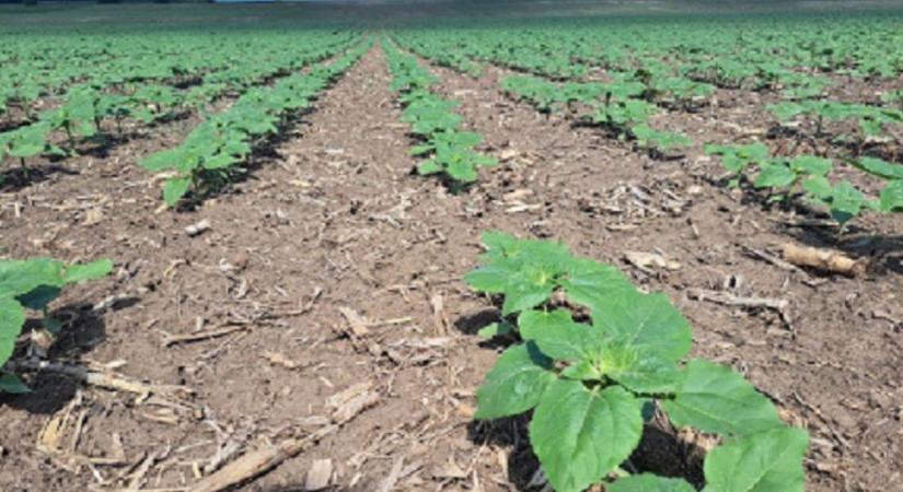 Genetika, technológia, profit: így hozható ki több a napraforgóból