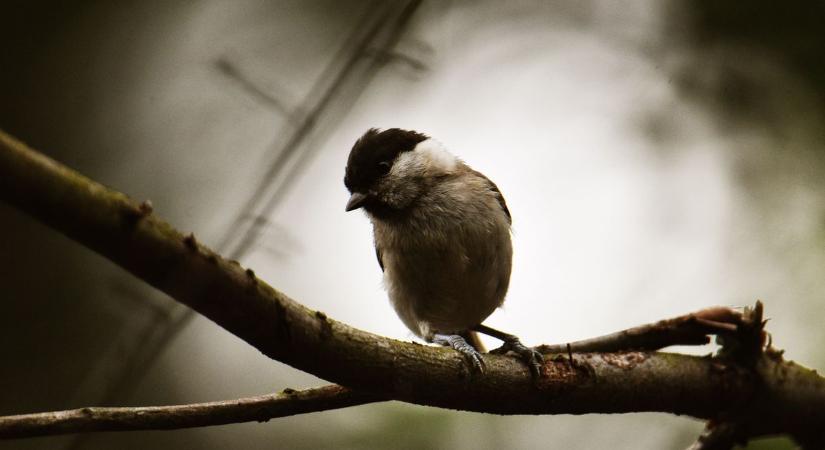 Madarak a kertben: meddig segítség az etetés, és mikortól ártunk vele?