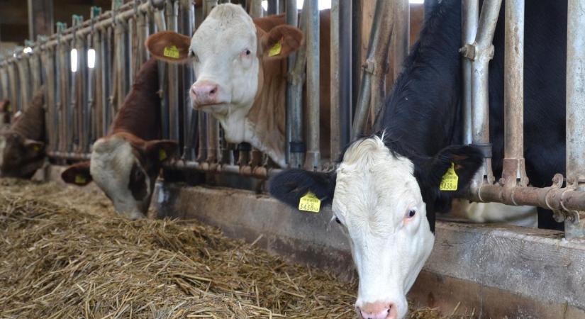 Gyorsabb kifizetések, rendkívüli támogatás a tejtermelőknek