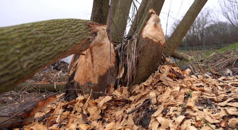 Hatósági segítséggel kezelik a hódproblémát a Csónakázó-tónál