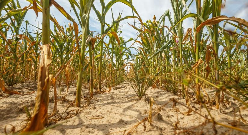 Romló talaj, aszály, csökkenő termés: sürgető beavatkozásra van szükség