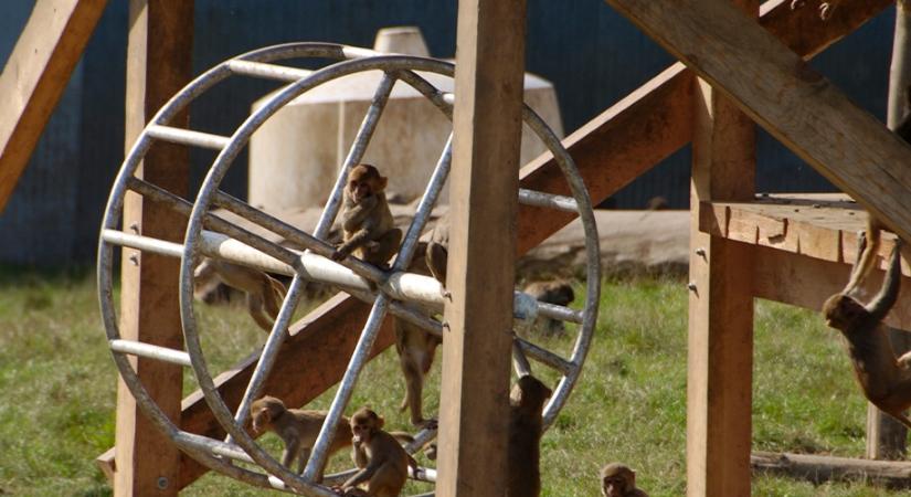 Menhellyé alakíthatják Amerika legnagyobb főemlőskutató központját