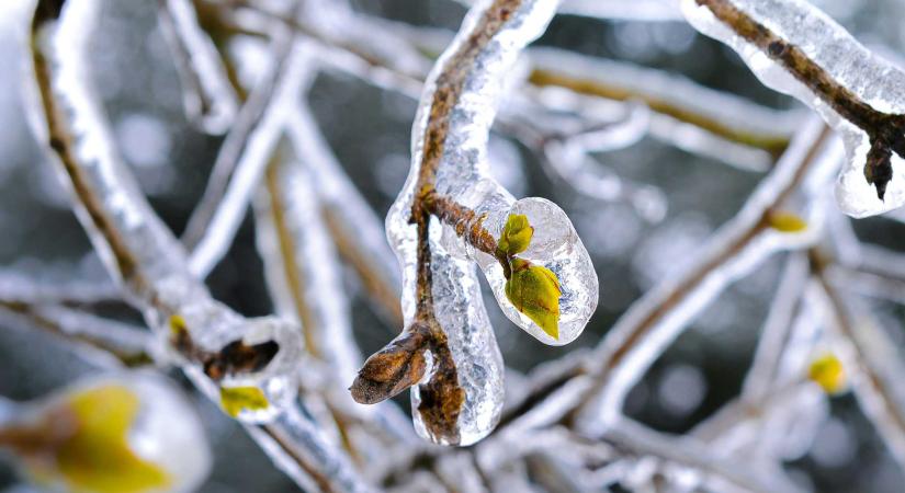 Rendkívüli segítség a fagykár sújtotta gyümölcstermesztőknek