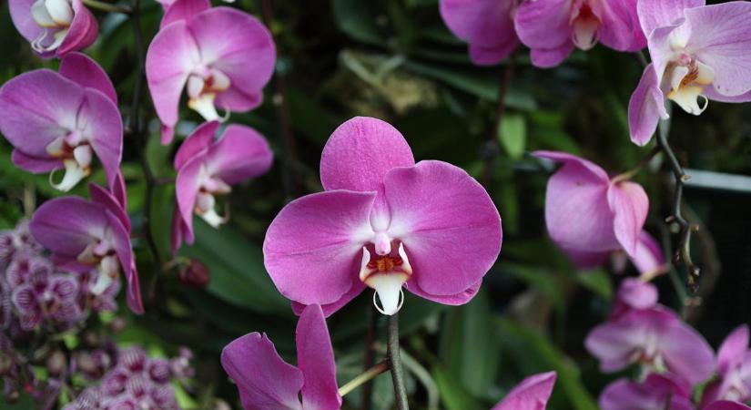 Az orchidea átültetésébe ne vágjon bele, amíg nem ismeri ezeket a szabályokat