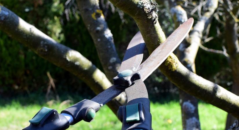 Koronaformák: így metsszük meg a fiatal gyümölcsfákat