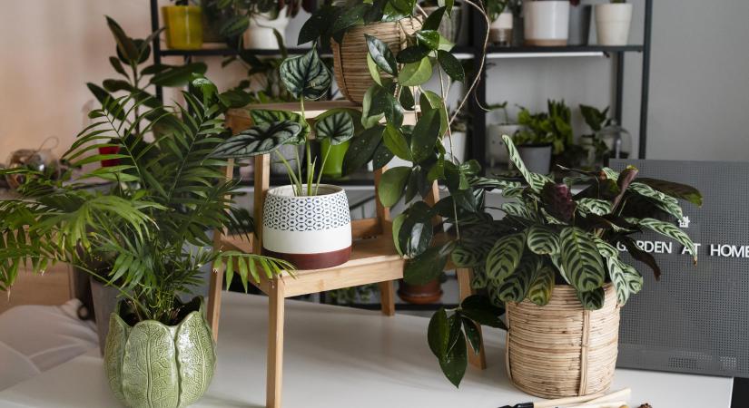 Téli növényszaporítás:ezt az 5 szobanövényt most kell dugványozni