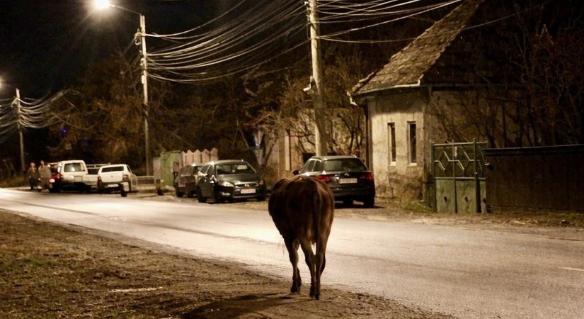 Kóbor szamár okoz balesetveszélyt Sepsiszentgyörgyön