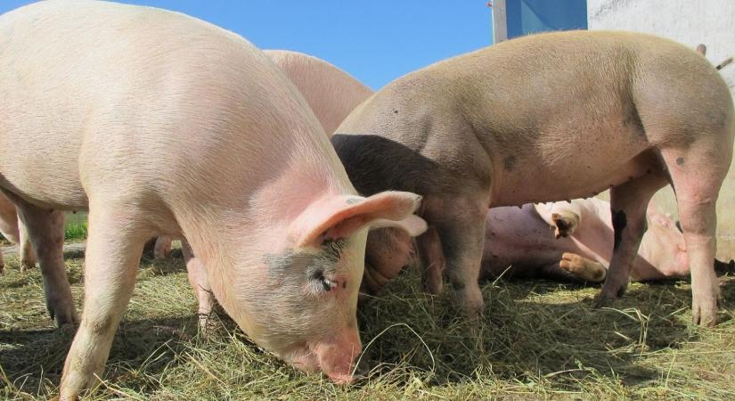 Járványok árnyékában az európai állattenyésztés