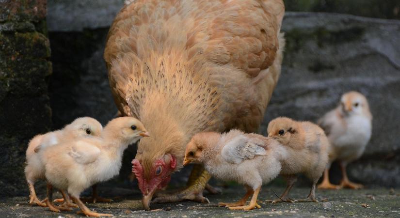 Csökkent tavaly a baromfi export