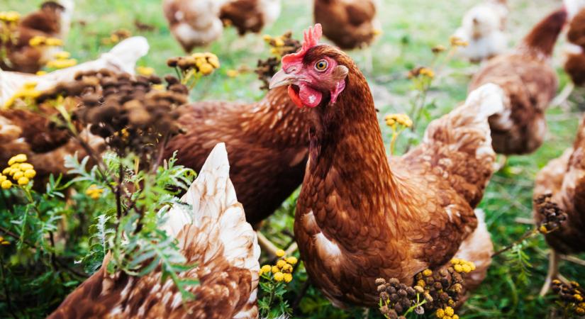 Elszabadult a járvány Európában: már Szlovákiában is megjelent