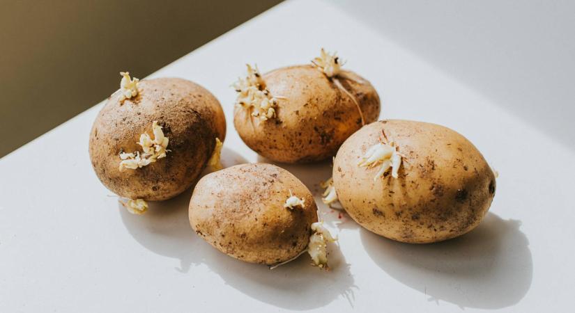 Ehető a csírázott burgonya? Elmondja a szakértő