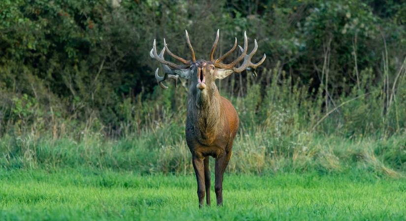 Tavaszi túrák veszélye: egy ártatlannak tűnő szarvasagancs komoly bajt okozhat