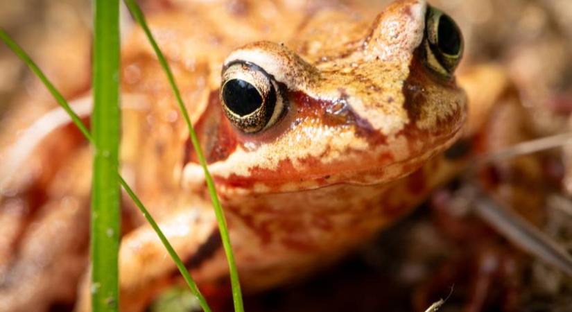 Te kiszúrod a békát a képen? Szinte senkinek nem sikerül