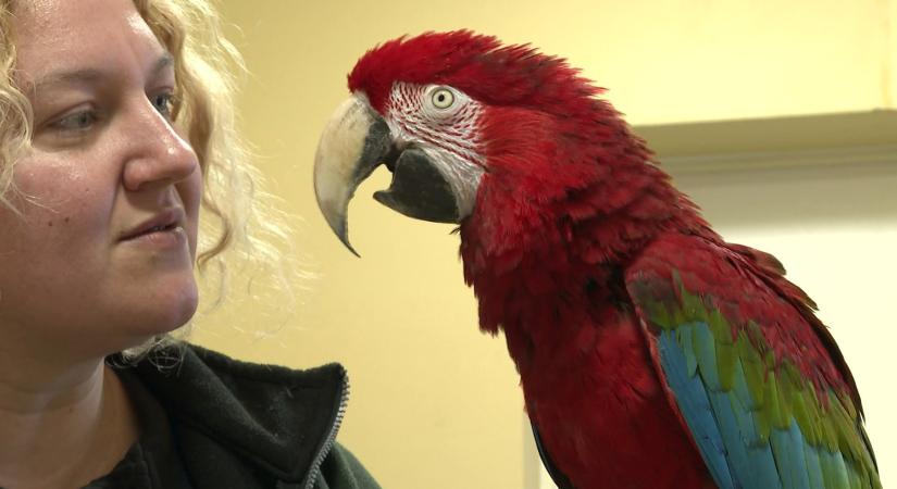 Időjóslás, állati trükkök és szervál a februári Kifutón túl-ban