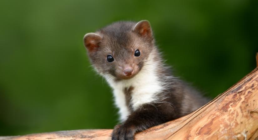 Ne add fel! Így tudod megvédeni az otthonod a nyest, nyuszt és menyét ellen!