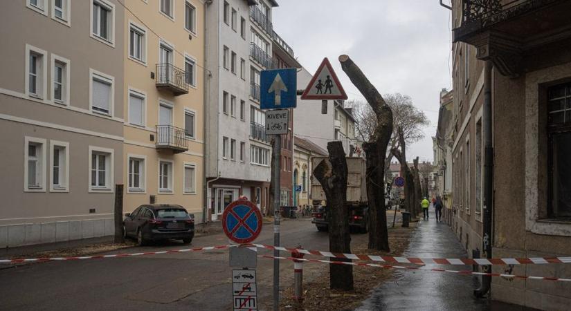 Erős reakciókat váltottak ki a Szegeden zúgó láncfűrészek
