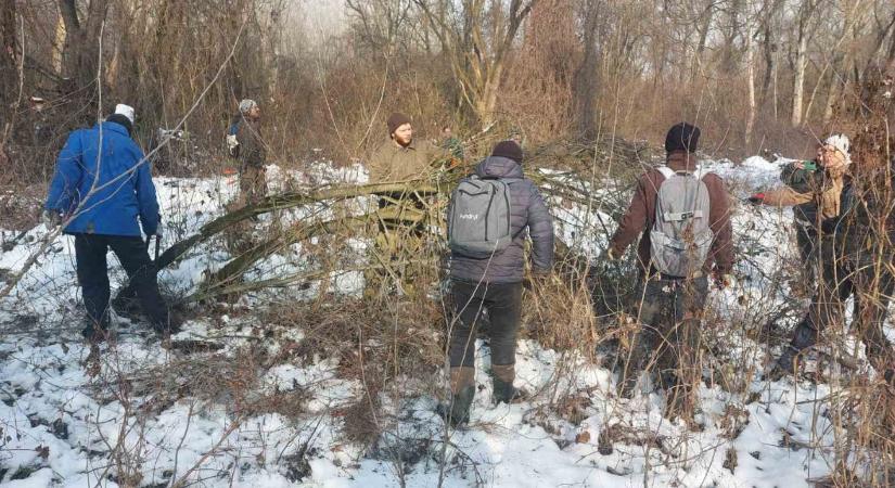 Ne hagyjuk, hogy csendben eltűnjön ez a veszélyeztetett növényünk