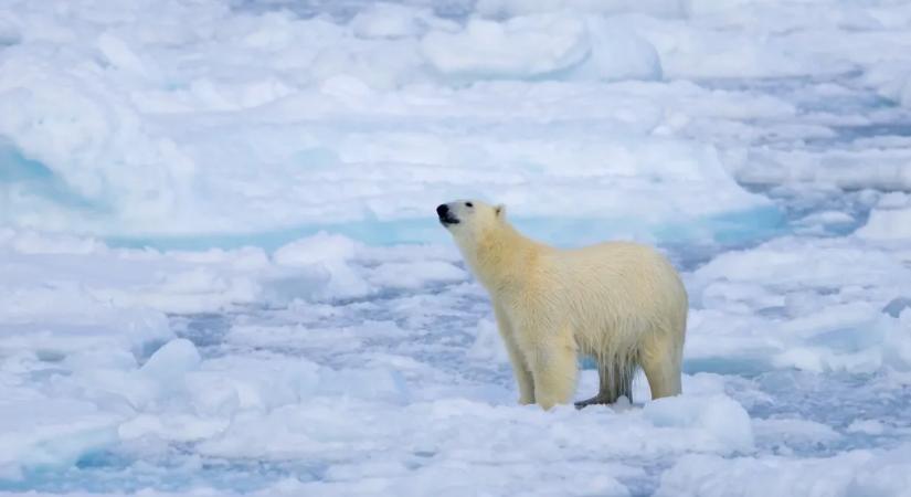 Miért nem költöztetjük a jegesmedvéket a Déli-sarkra?