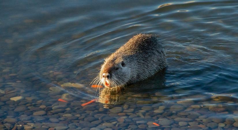 Százával lövik ki a kártékony óriásrágcsálókat a Fertő környékén