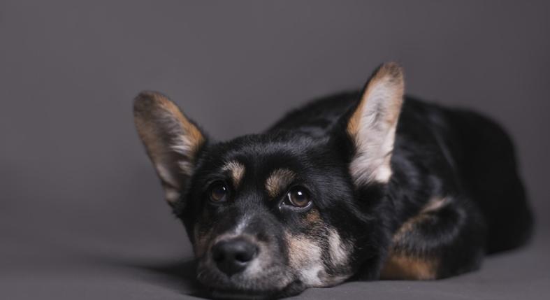 Nyugtalanság, öklendezés, erős nyálfolyás: ezek a gyomorfekély korai tünetei kutyáknál