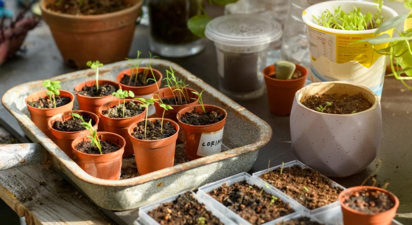A hazai sztárkertész elárulta: ezek a februári palántanevelés legnagyobb buktatói