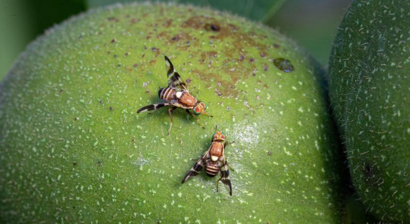 Kiskerttulajdonosok réme: így lehet védekezni a dióburok-fúrólégy ellen? (videó)
