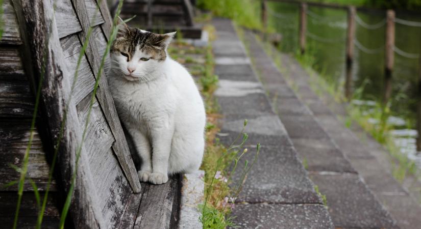 Életeket menthetnek az amszterdami macskalépcsők