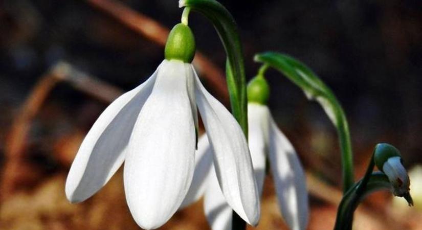 Tavaszias enyheségből télies fordulat