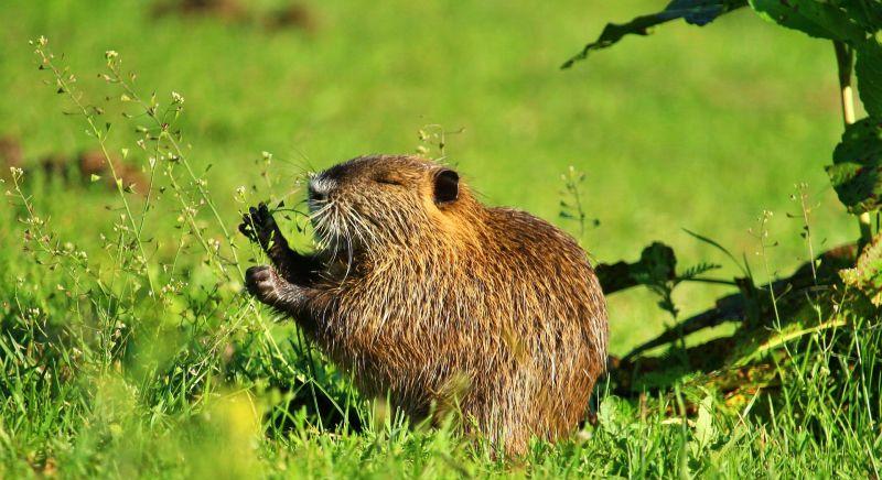 Százszámra lövi agyon a nutriákat a Fertő-Hanság Nemzeti Park