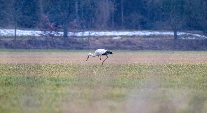 Csak kábított bennünket a tavaszi enyhülés, hétvégén érkezik a hidegfront
