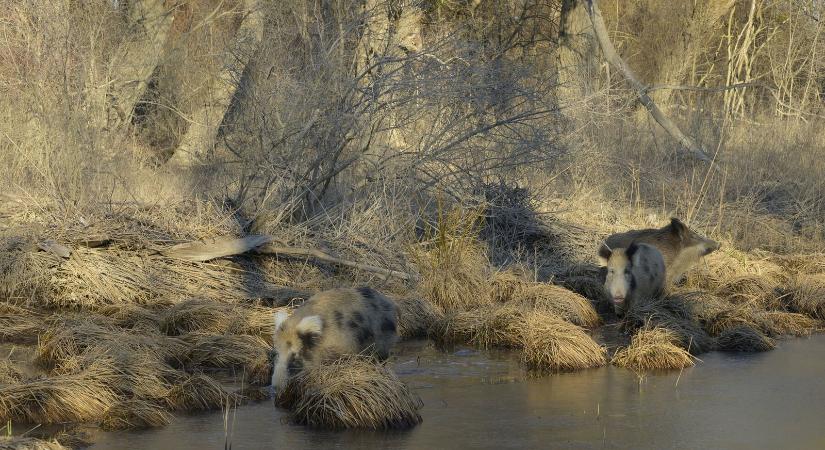 Rejtélyes hibrid állatok lepték el a fukusimai atomkatasztrófa helyszínét, teljesen kiszorították az őshonos élővilágot