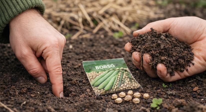 Hideg a föld? Így ellenőrizd egyszerűen, vethető-e már a borsó