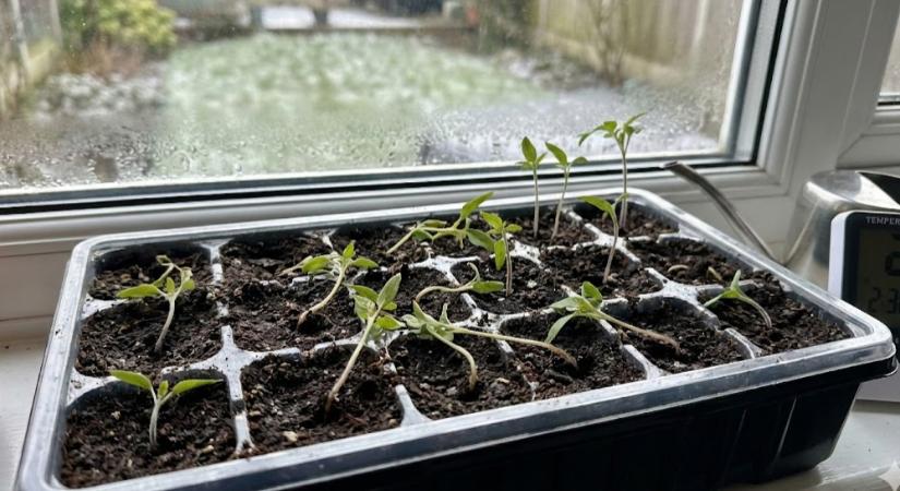 Miért dőlnek el a palánták februárban? – A leggyakoribb kezdő hiba