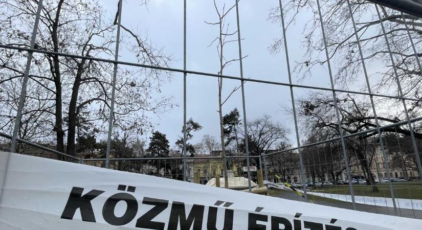 Nem maradt üresen a helye: megkapta utódját a híres szegedi disznófejű fa
