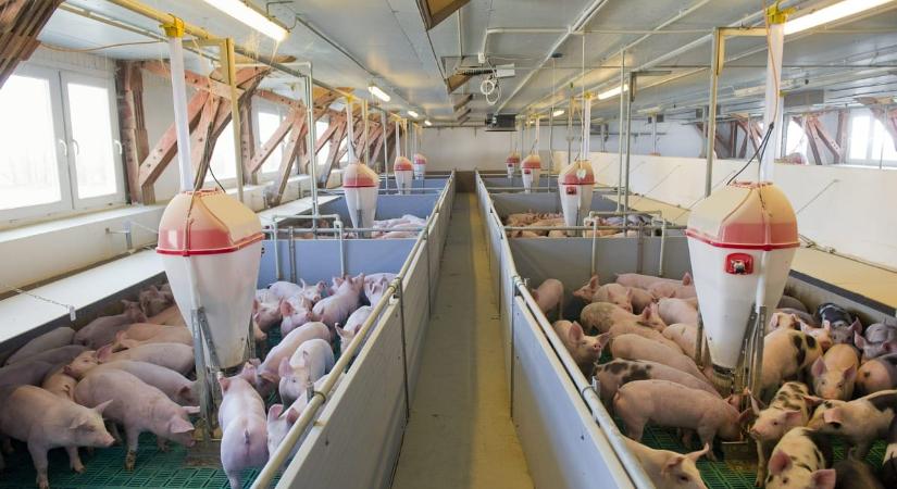 Sok árut már csak az önköltség alatt tudnak eladni a gazdák, úgy zuhannak az árak