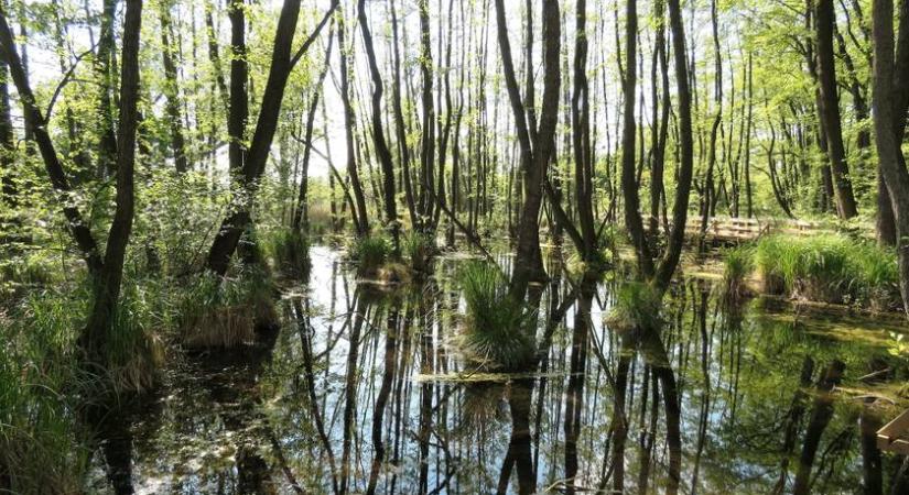 Inváziós óriásrágcsálók lepték el ezt a magyar vidéket, százszámra lövik ki a kártékony állatokat
